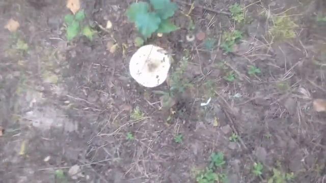 Грибы не отпускают ).