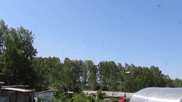 Ловля роя шестом