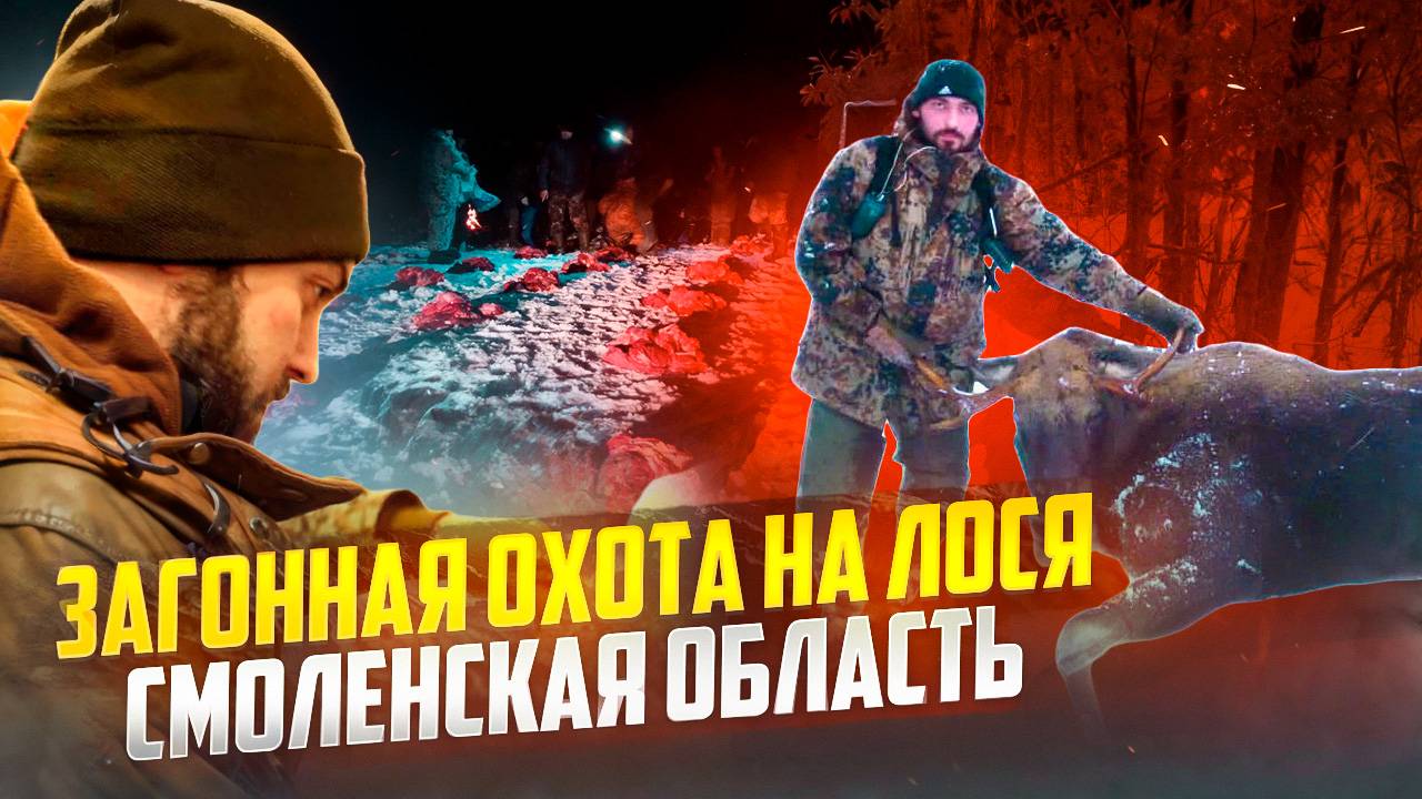 Десятки лосей вышли на номера!