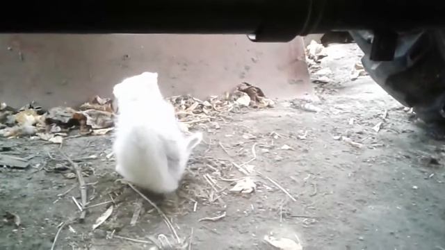 Кот Рыжик подарил котенку мышь. Ginger cat gave the kitten a mouse