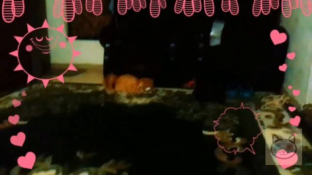 Кошка ловит игрушку по команде | Cat catches a toy on command