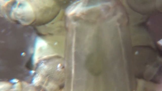 AESHNA CYANEA !     MACRO