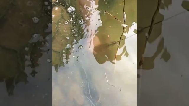 Eel fishing -Catch Eels From Hole Using Hook