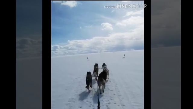Хаски тур. Суздальский район пос. Черниж