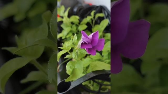 зацветает)