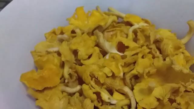 В лес за опятами и лисичками
