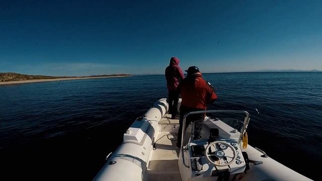 Yellowtail 3000 (Желтохвост 3000)