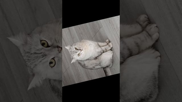 МЯУ