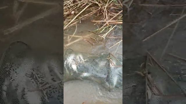 Ловля воблы в Астрахане!!!!