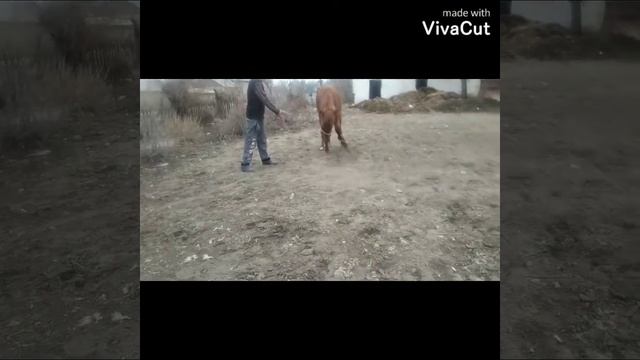 ГУЛЯ