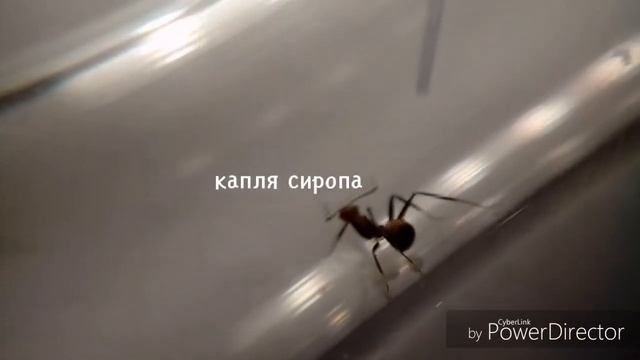 ANTon муравьи- Camponotus nicobarensis (жёлтый реактивный муравей)