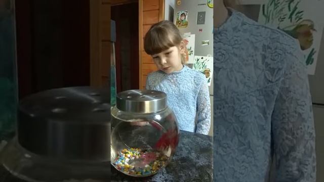Аквариумная рыбка Петушок.
