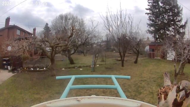 Elegant Black-Capped Chickadee Enjoys the Netvue Smart Bird Feeder!