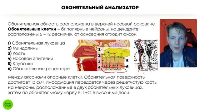 БИОЛОГИЯ ОГЭ - Обонятельный анализатор