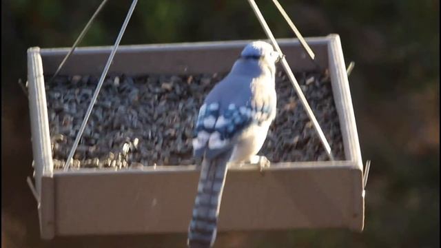 BIRDING THE FEEDER 10/31/2022