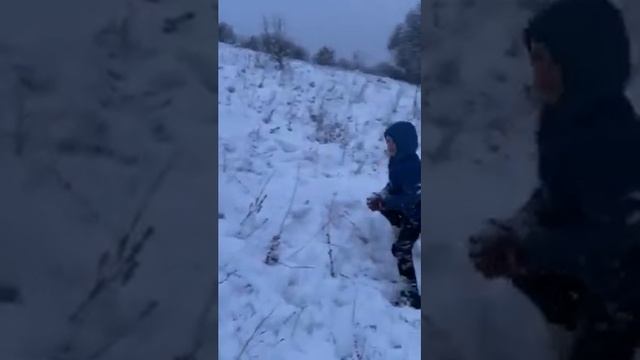 Немецкая Авчарка ловит снег!