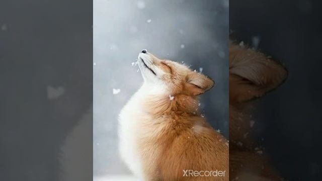 Лиса в снегу
