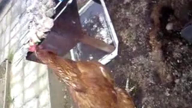 Кура ест шашлык из куры