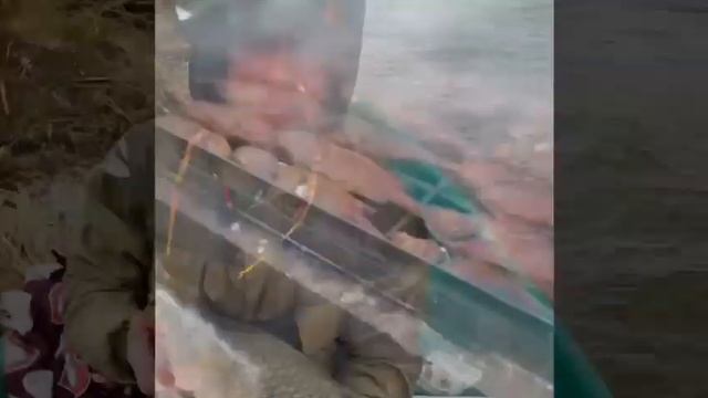 Наши гости
