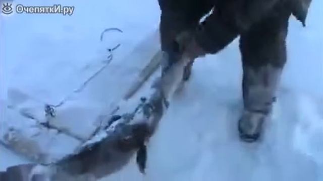 Двойная удача на рыбалке