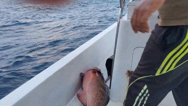 Вот она рыба моей мечты ... Рыбалка на Мальдивах. Группер фиш