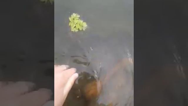 ЛОВЛЯ ЛЯГУШЕК #3😀😂🐸