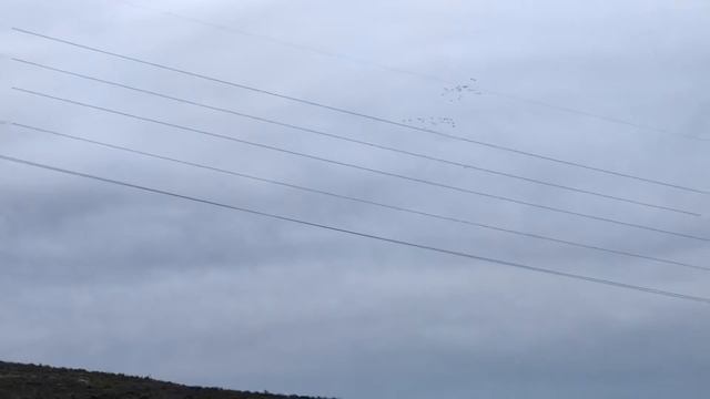 Sandhill Cranes In Flight