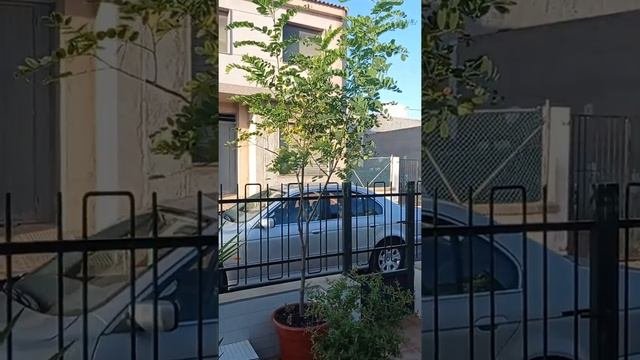 🇺🇦🇪🇦Наш котик-красень 🐈⬛/ Мій невеличкий садок 🪴🌻🌺🌹🌼