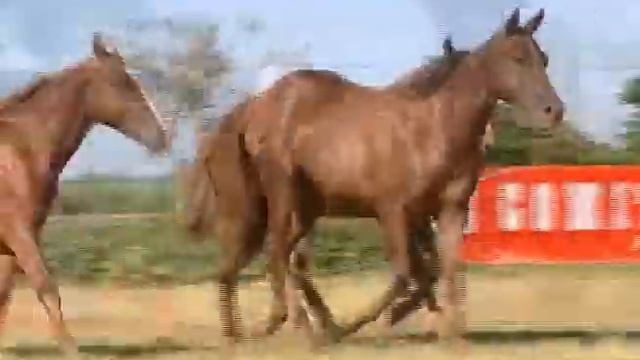 Lote 31 - Potros 83 / 121 / 169 do Carmo