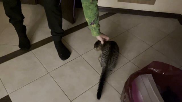 Работа | Поездка к родителям | Котики