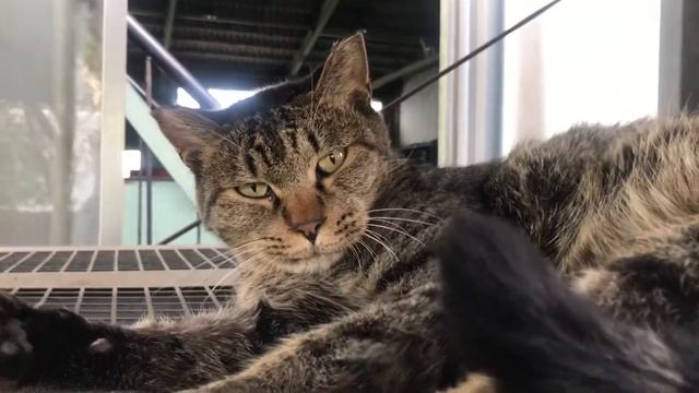 #HITACHI  #japan   #猫好き　 HITACHI Air compressor volume note&cats    japan