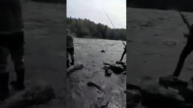 #2021 19 07 р.Умба Терский берег Кольского П-ва.Горбуша!#.