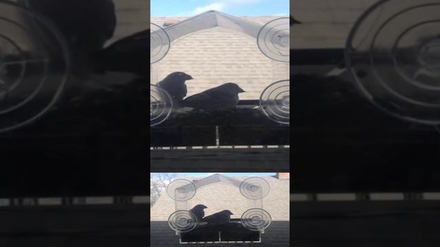 Bird Feeder Cam - Harmony in Flight