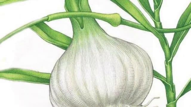 ЧЕСНОК   |   свойства