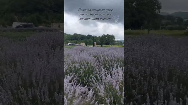 Анапа!!! Лаванда Отцвела!!! 09.07.2023 год!!!