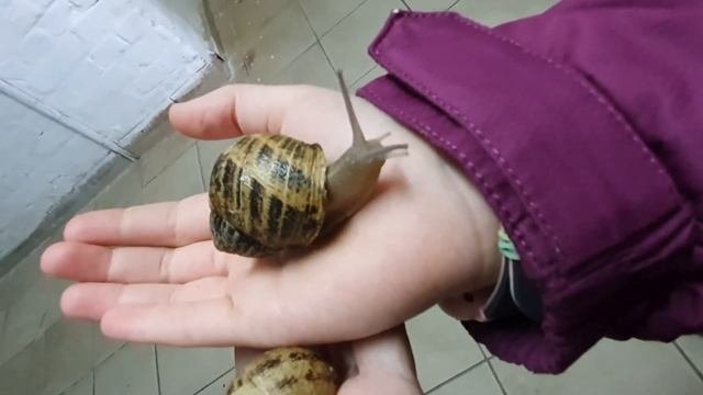 На улиточной ферме