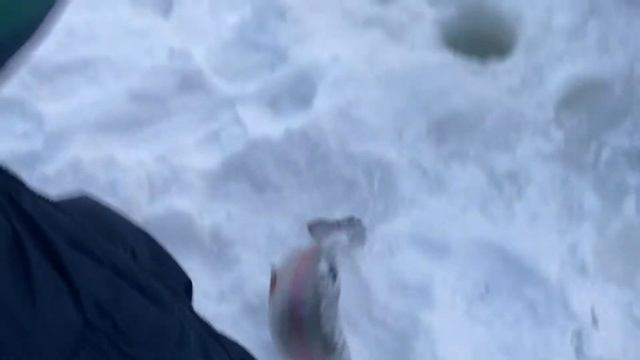 Безлимит - Форель до запуска