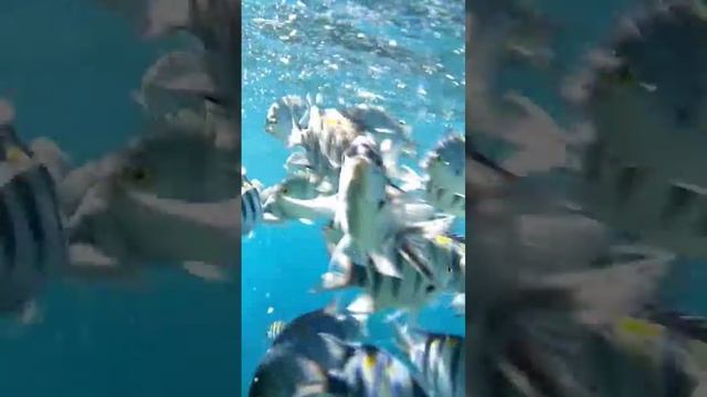 Шарм эль шейх
