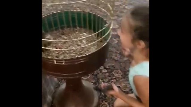 замучила клетка  зарядка сыча