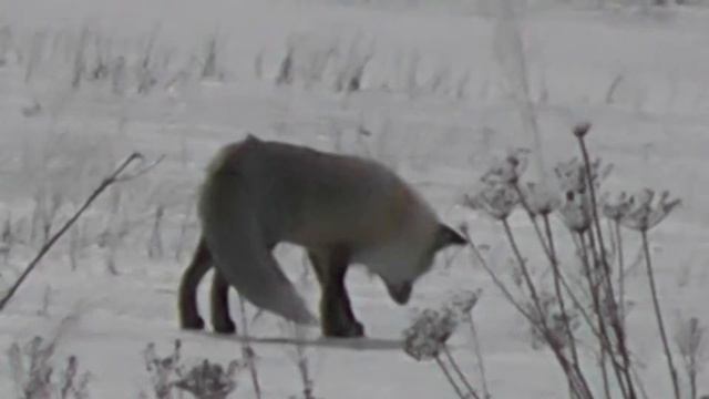 ЗНАКОМАЯ ЛИСИЦА  УДАЧНО МЫШКУЕТ
