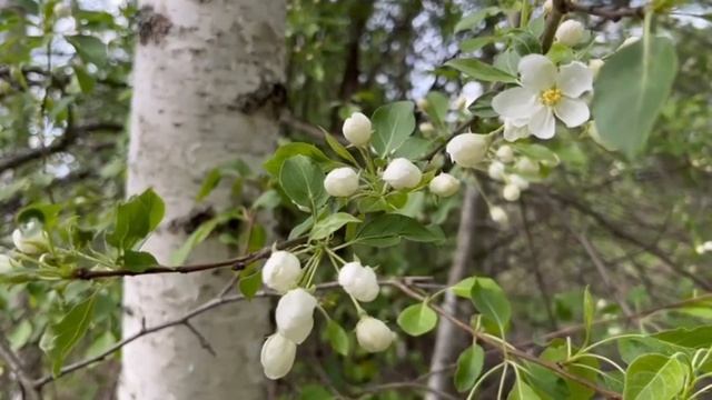 Медитация Внутренняя Богиня