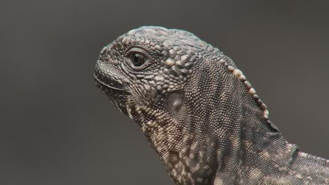 Iguana vs Snakes _ Planet Earth II