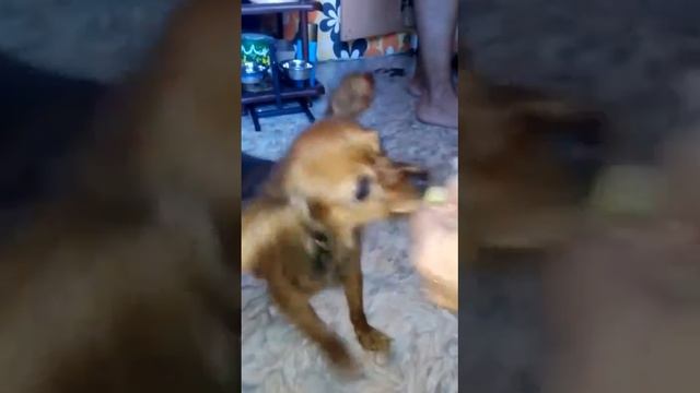 Собака ест арбуз
