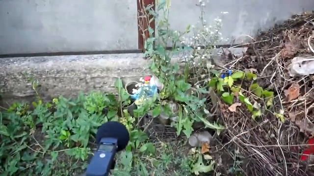 🐈 ГУЛЯЮ С СОБАЧКОЙ АРЧИ И КОТИКАМИ