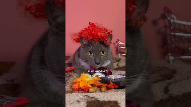 КОТИКИ В МАГАЗИНЕ