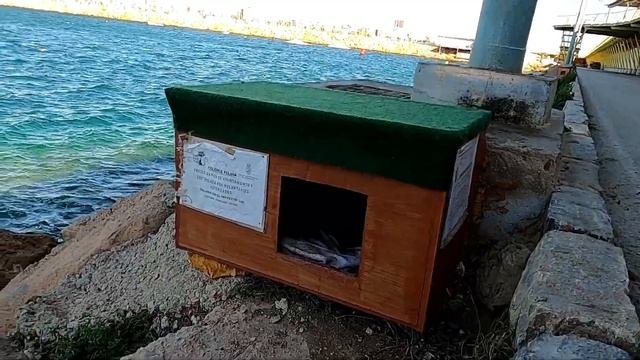 Как живут коты в Испании