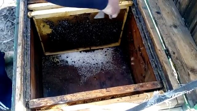 Пчелы.Первый осмотр и чистка у пчел после зимовки.9.03.2020.Cleaning bees in the spring.