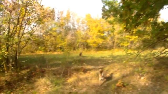 Есть ли у нас опята??