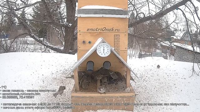 Воробышки атакуют кормушку,пока белочек нет#Омск Russia, Siberia