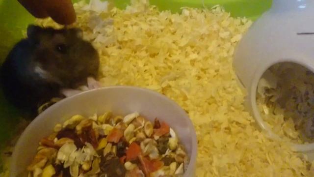 Кусачка! Меня кусает до крови! Джесси в тюрьме?